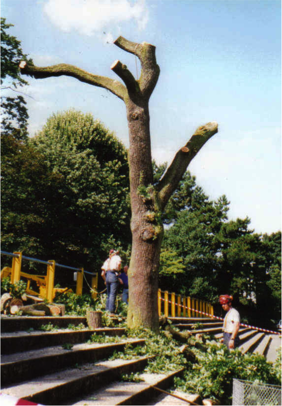 clarence park tree felled