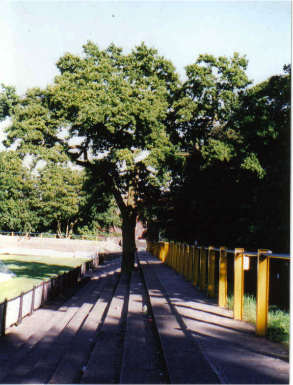clarence park tree